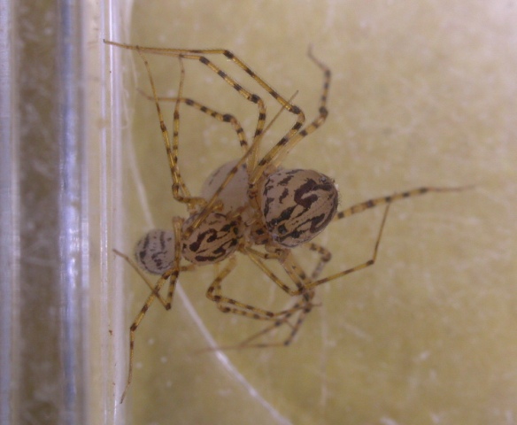 Scytodesthoracicamating.jpg