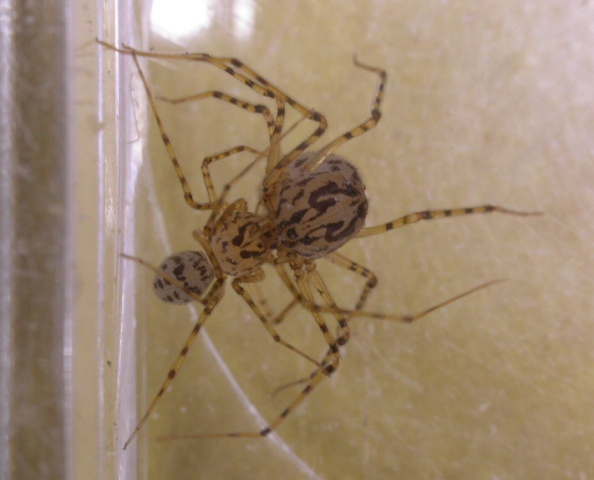 Scytodesthoracicamating2.jpg