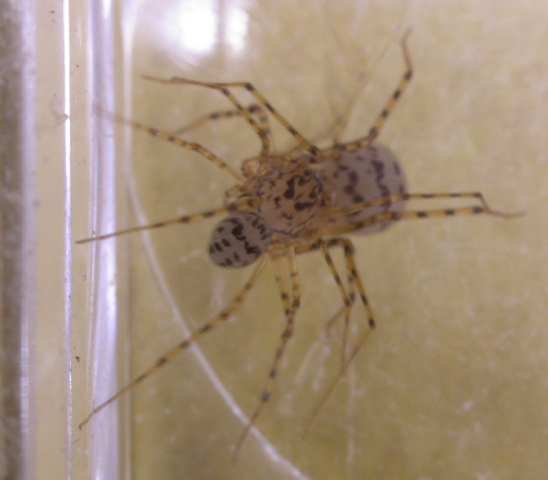 Scytodesthoracicapremating.jpg