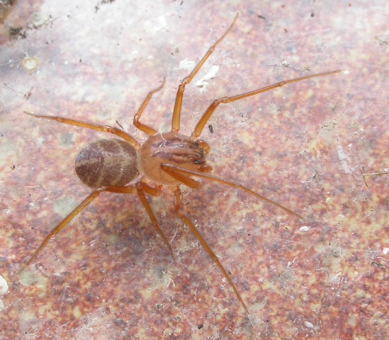 Scytodesvelutinamale.jpg