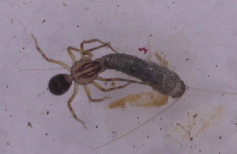 Scytodesvelutinasling.jpg