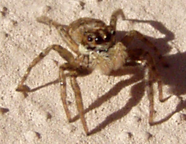 salticidaeHenry.jpg