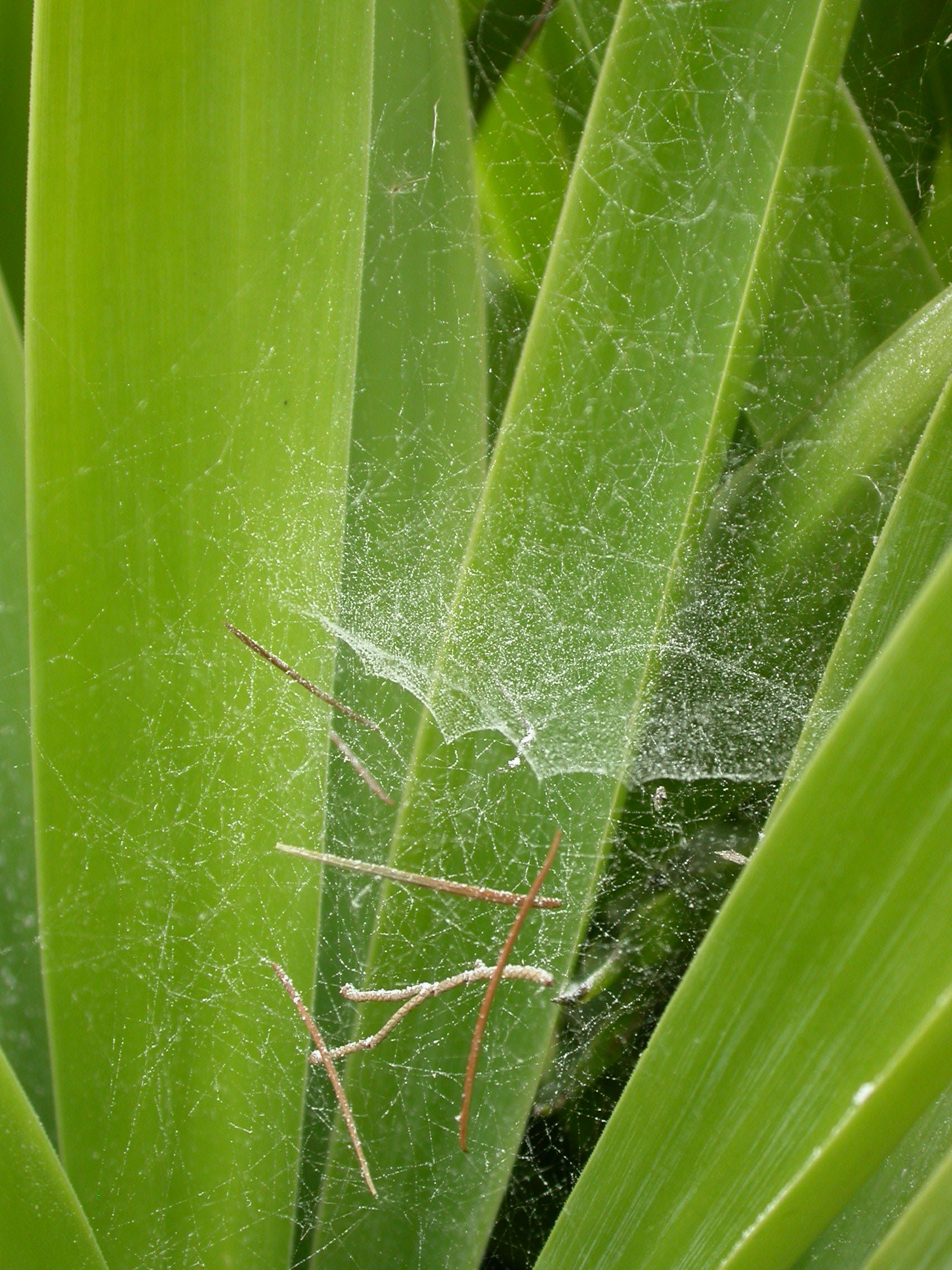 Steatoda nobilis